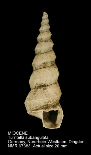 MIOCENE Turritella subangulata.jpg - MIOCENETurritella subangulataBrocchi,1814